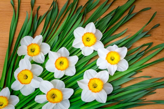 Bouquet of large blossoming narcissuses on a wooden surface of a table