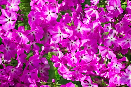 The pink flowers of a primrose shined with the sun, are photographed by a close up

