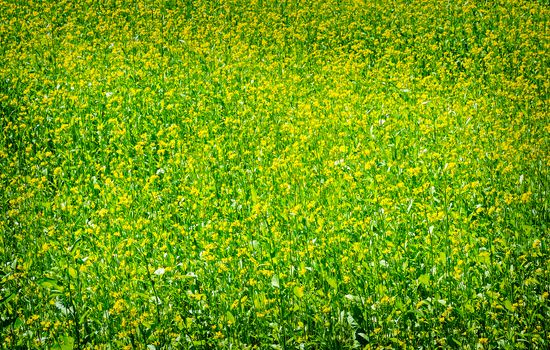 A large number of blossoming plants of mustard in the field in a sunny day.