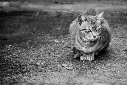 adult male cat on black and white scene,shallow focus