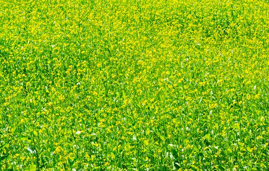 A large number of blossoming plants of mustard in the field in a sunny day.