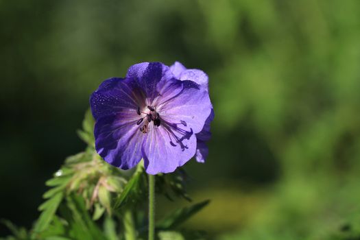 Wild Geranium flower late spring in early morning sun