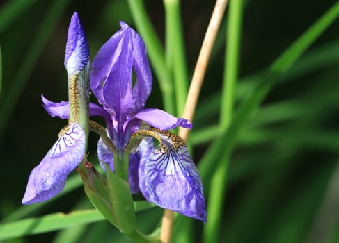 Iris flower late spring in early morning sun