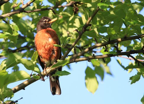 American Robin perched on branch dew covered mornig sun