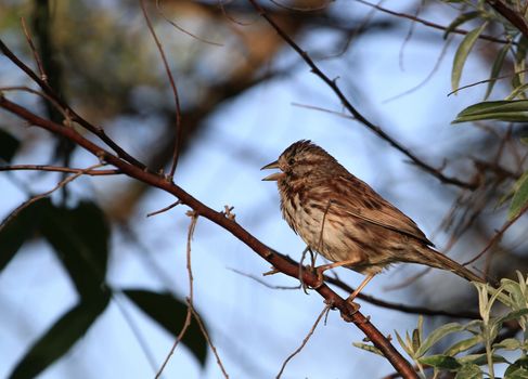 Song Sparrow perched on branch in morning sun