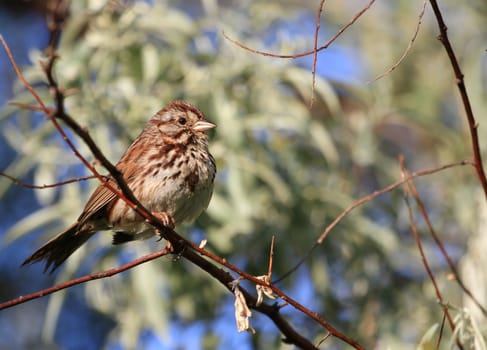 Song Sparrow perched on branch in morning sun