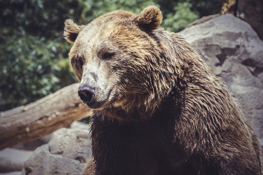 predator, Spanish powerful brown bear, huge and strong wild animal