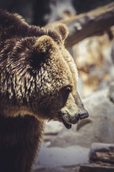 mammal, Spanish powerful brown bear, huge and strong wild animal