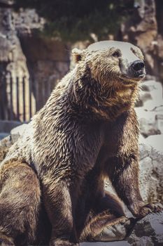 Spanish powerful brown bear, huge and strong wild animal