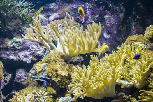 tropical, seabed with fish and coral reef