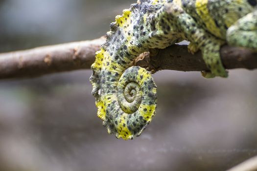 chameleon uploaded to a branch with beautiful green colors