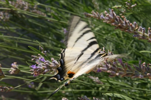 Butterfly on lavender in Croatia