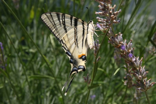 Butterfly on lavender in Croatia