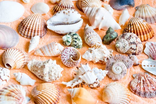 Photo of lot seashells on color towel