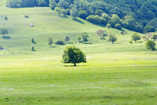 Summer mountain landscape with lonely green tree
