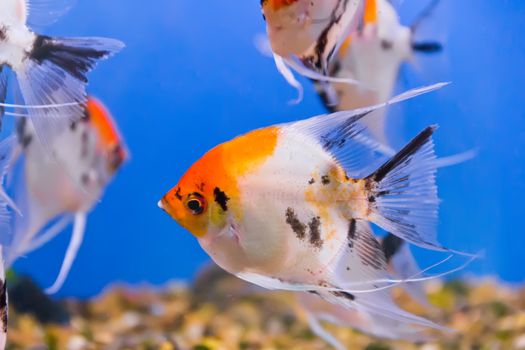 Photo of aquarium fish in blue water