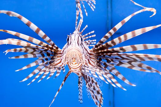 Photo of aquarium fish in blue water