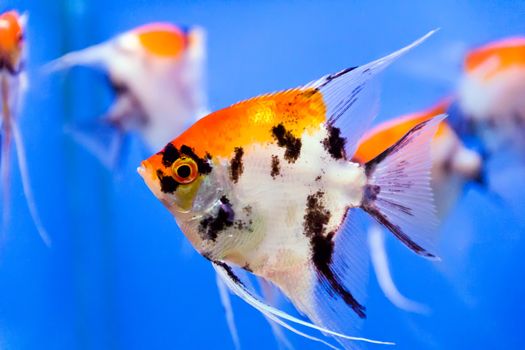Photo of aquarium fish in blue water