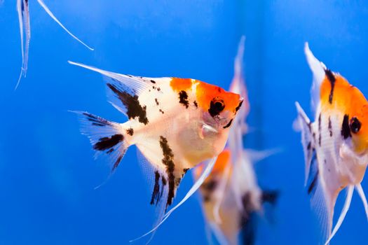 Photo of aquarium fish in blue water