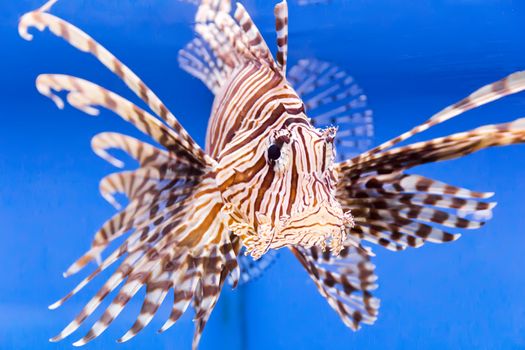 Photo of aquarium fish in blue water