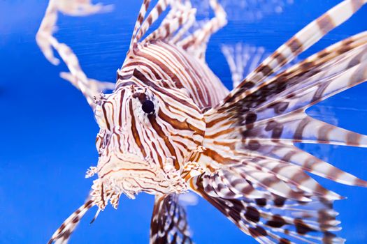 Photo of aquarium fish in blue water