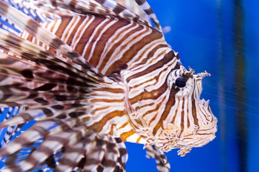 Photo of aquarium fish in blue water