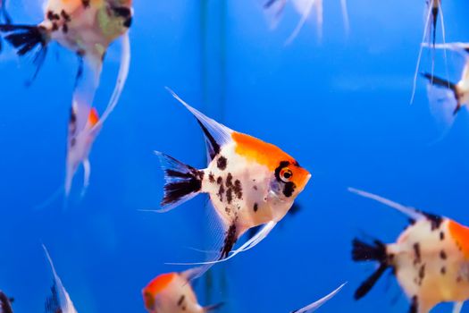 Photo of aquarium fish in blue water