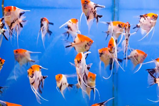 Photo of aquarium fish in blue water