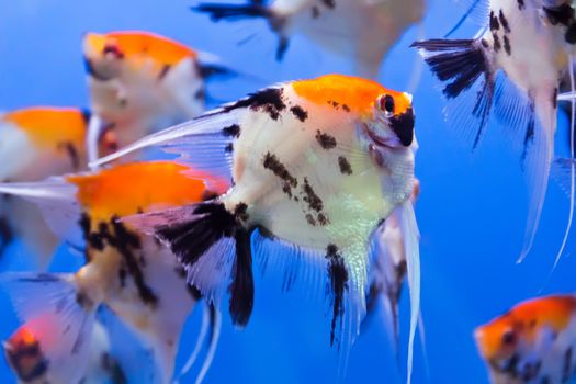 Photo of aquarium fish in blue water