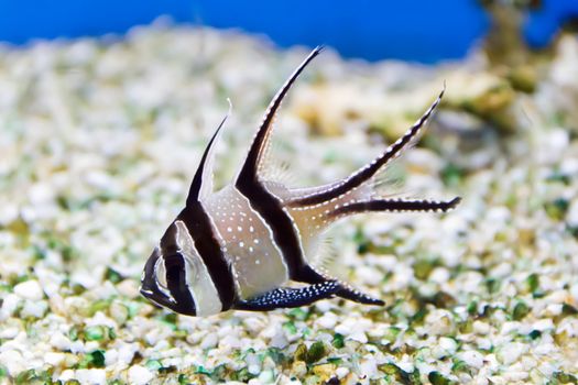 Photo of aquarium fish in blue water