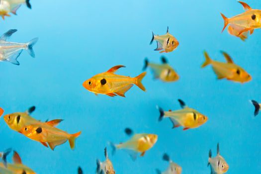 Photo of aquarium fish in blue water