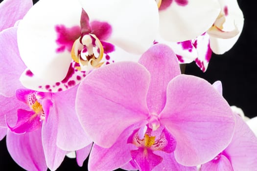 Photo of the beautiful purple and white orchids