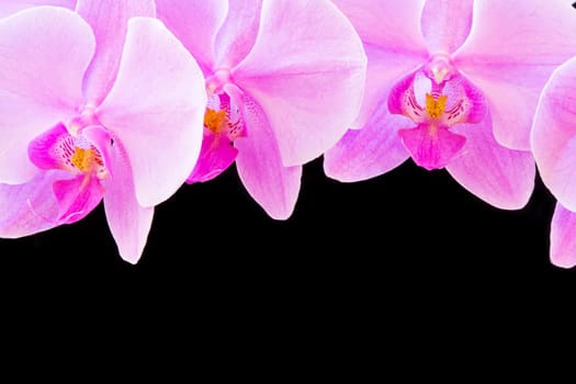 Photo of beautiful purple orchid on black background