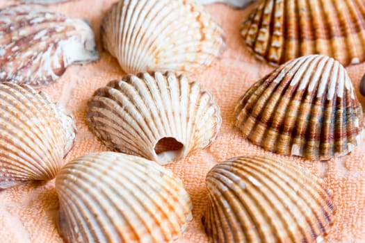 Photo of lot seashells on color towel