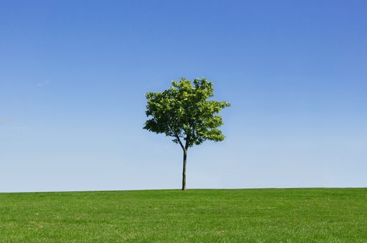 Idyllic landscape with small tree on a hill with blue skies  