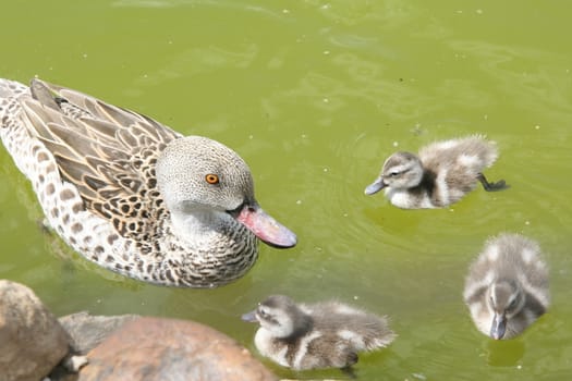 Duck with duckling