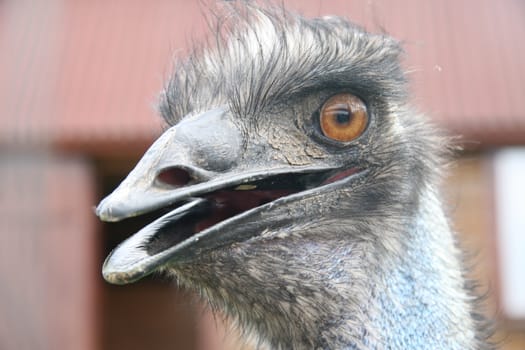 Ostrich in the zoo