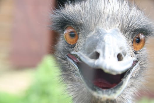 Ostrich in the zoo