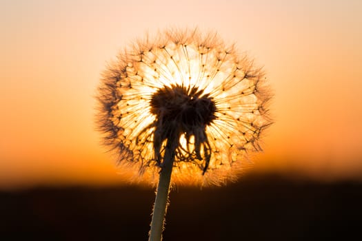 Dandelions in meadow at a red sunset