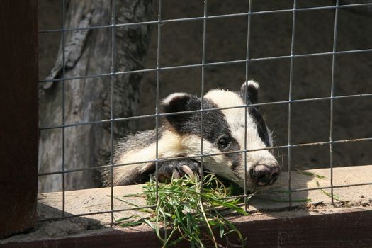 Piglet in the zoo