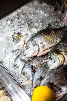 Raw Fish Counter in a Portuguese restaurant