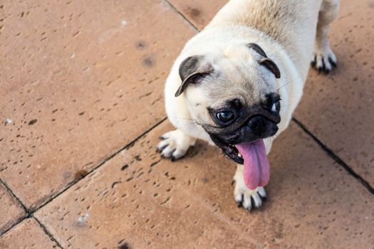 small pug dog on garden floor,shallow focus