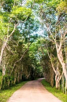 the way to forest that cover with tree branch