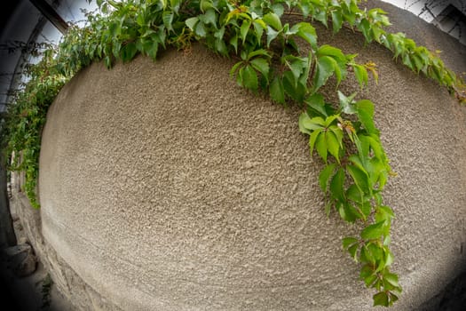 Fisheye view of vine growing along the edges of a wall