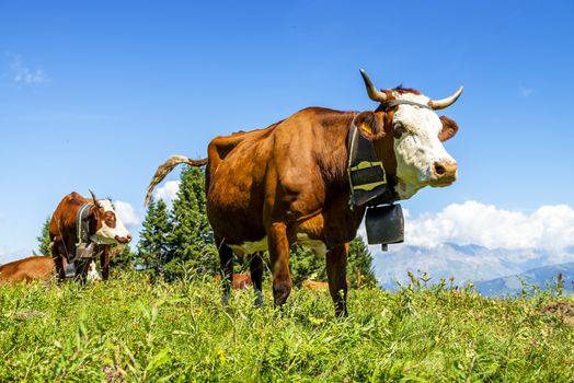 Cow, farm animal in the french alps, Abondance race cow, savy, beaufort sur Doron