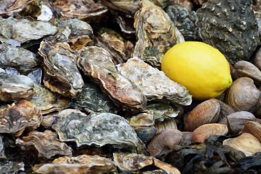 Oysters with lemon