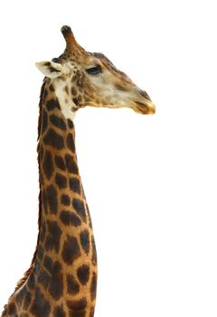Giraffe head face isolated on white background