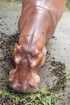 Hippo eat grass in chiangmai zoo chiangmai Thailand