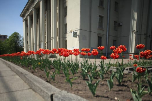 terry red tulips front of the building tilt shot