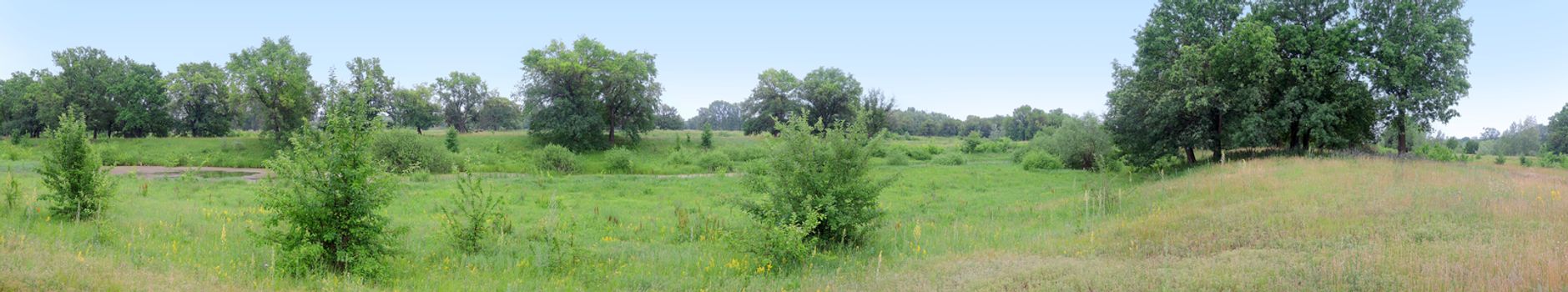 summer panorama clearing in an oak forest 